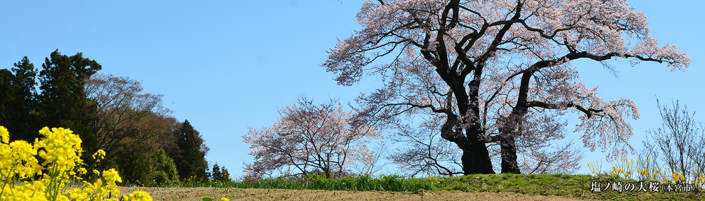 塩ノ崎の大桜（本宮市）