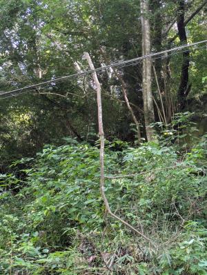 架空配電線に接触している木の枝2