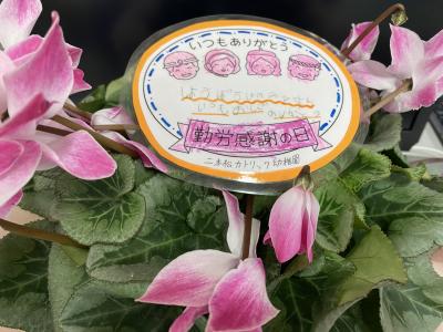 プレゼントのシクラメンの鉢植え